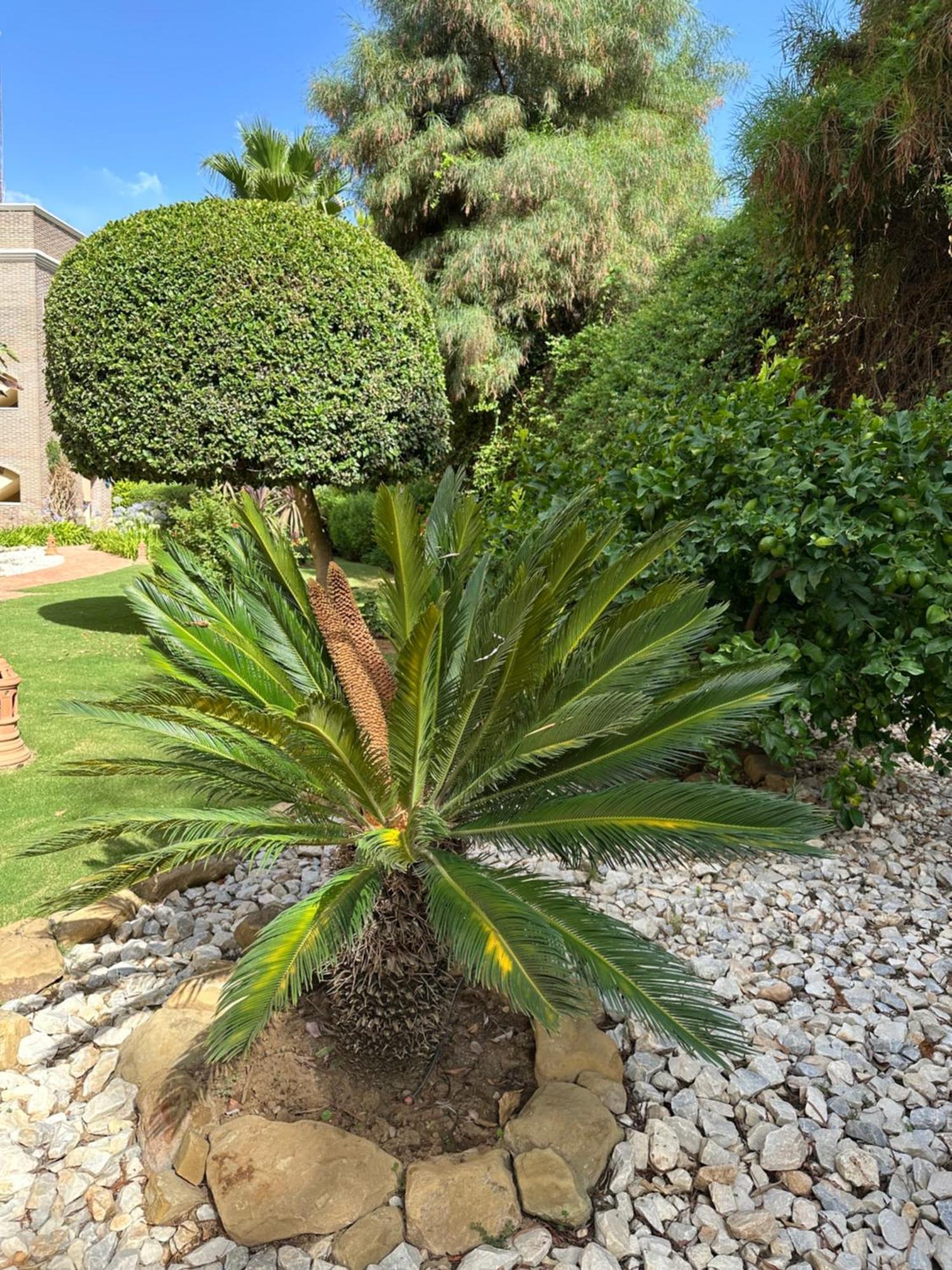 Los Arqueros Las Jacarandas Benahavís Eksteriør billede